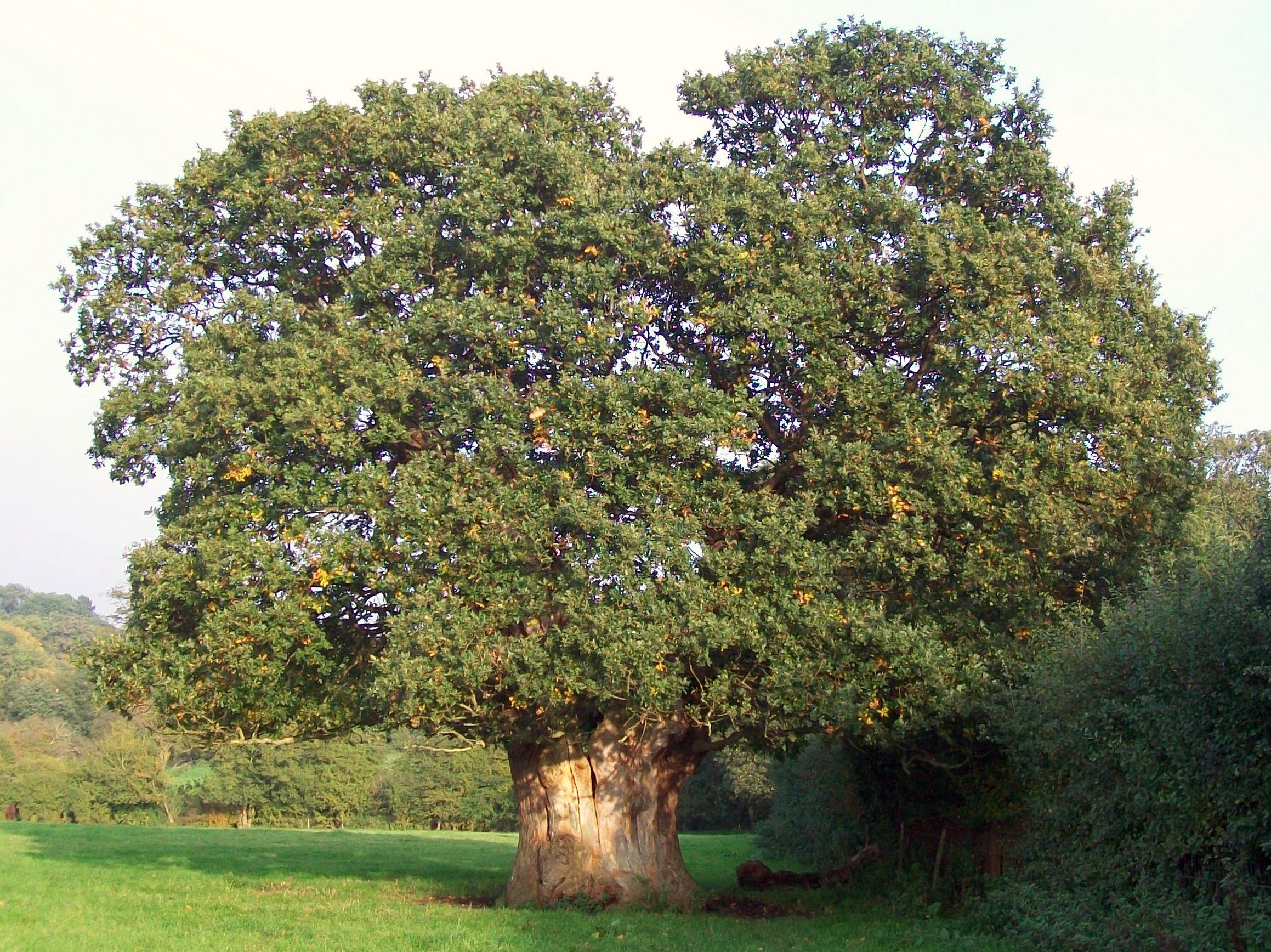 Ancient oak – The Hazel Tree