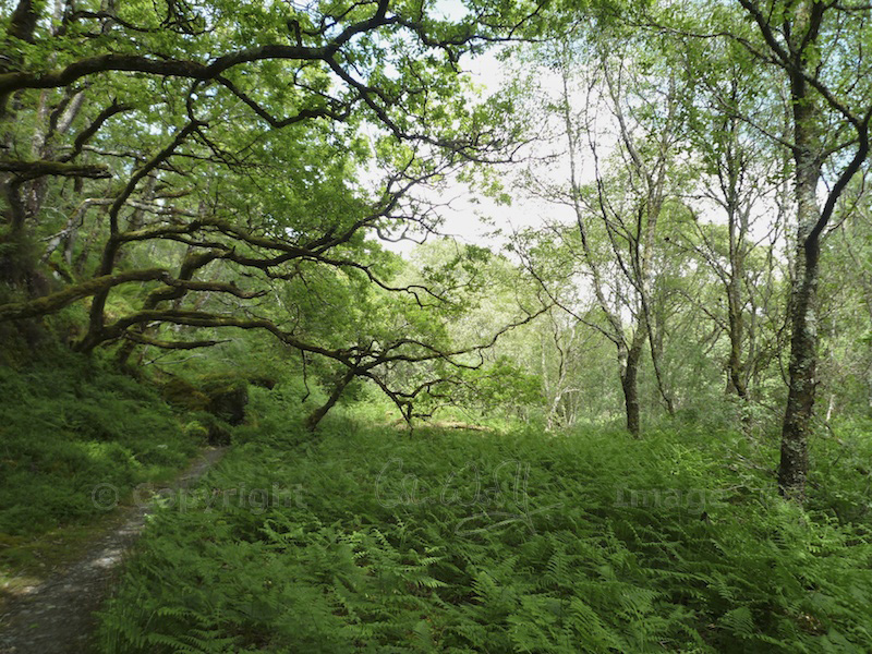 Taynish NNR - woodland