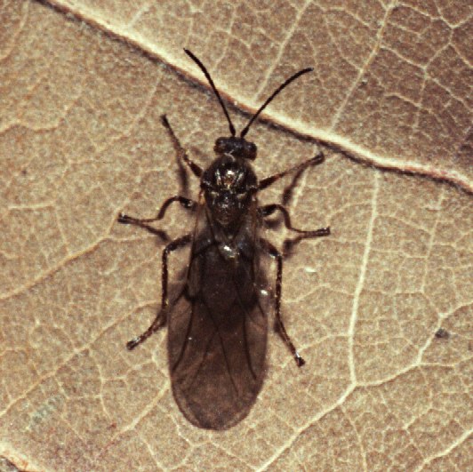 Cynips quercusfolii; photo via Wikimedia