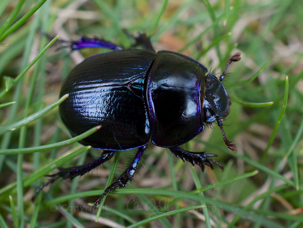 Dor Beetle 18