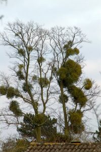 Mistletoe-infested tree, Cambridgeshire (pic by OrangeDog via Wikimedia)
