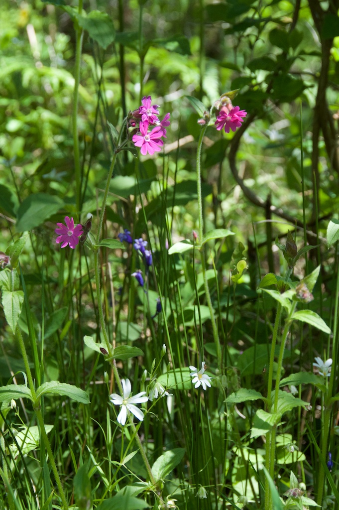 Campion and bluebells