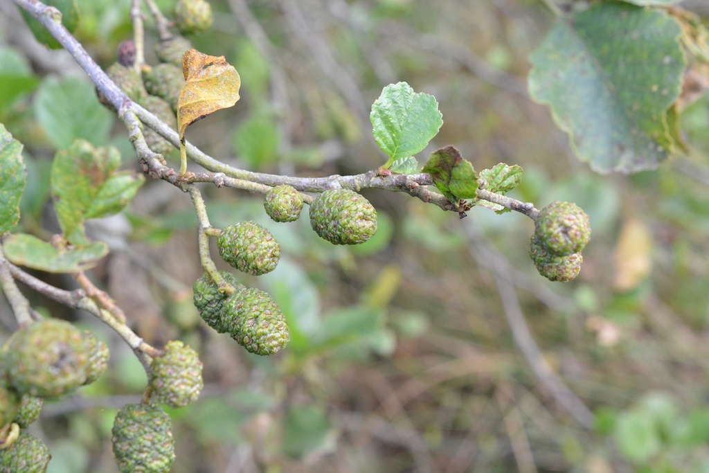 Female catkins ripening into cones. The twigs are sometimes sticky to the touch, hence the name 'glutinosa'.