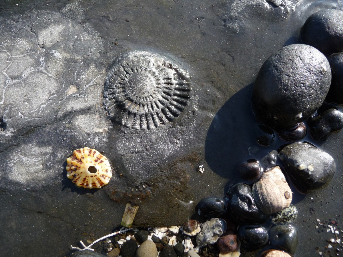 Ammonite