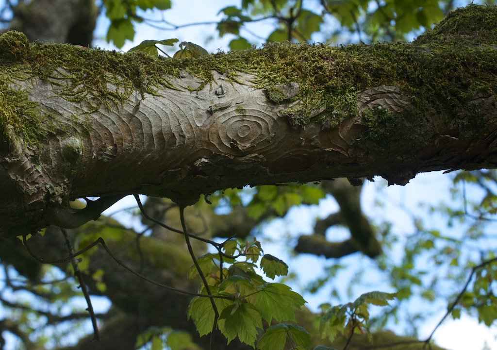 Sycamore Colonist Or Custodian The Hazel Tree
