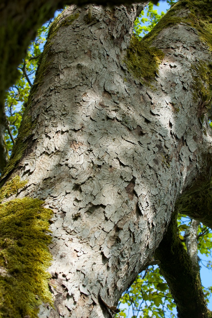 Sycamore Colonist Or Custodian The Hazel Tree Sycamore Colonist Or Custodian The Hazel Tree
